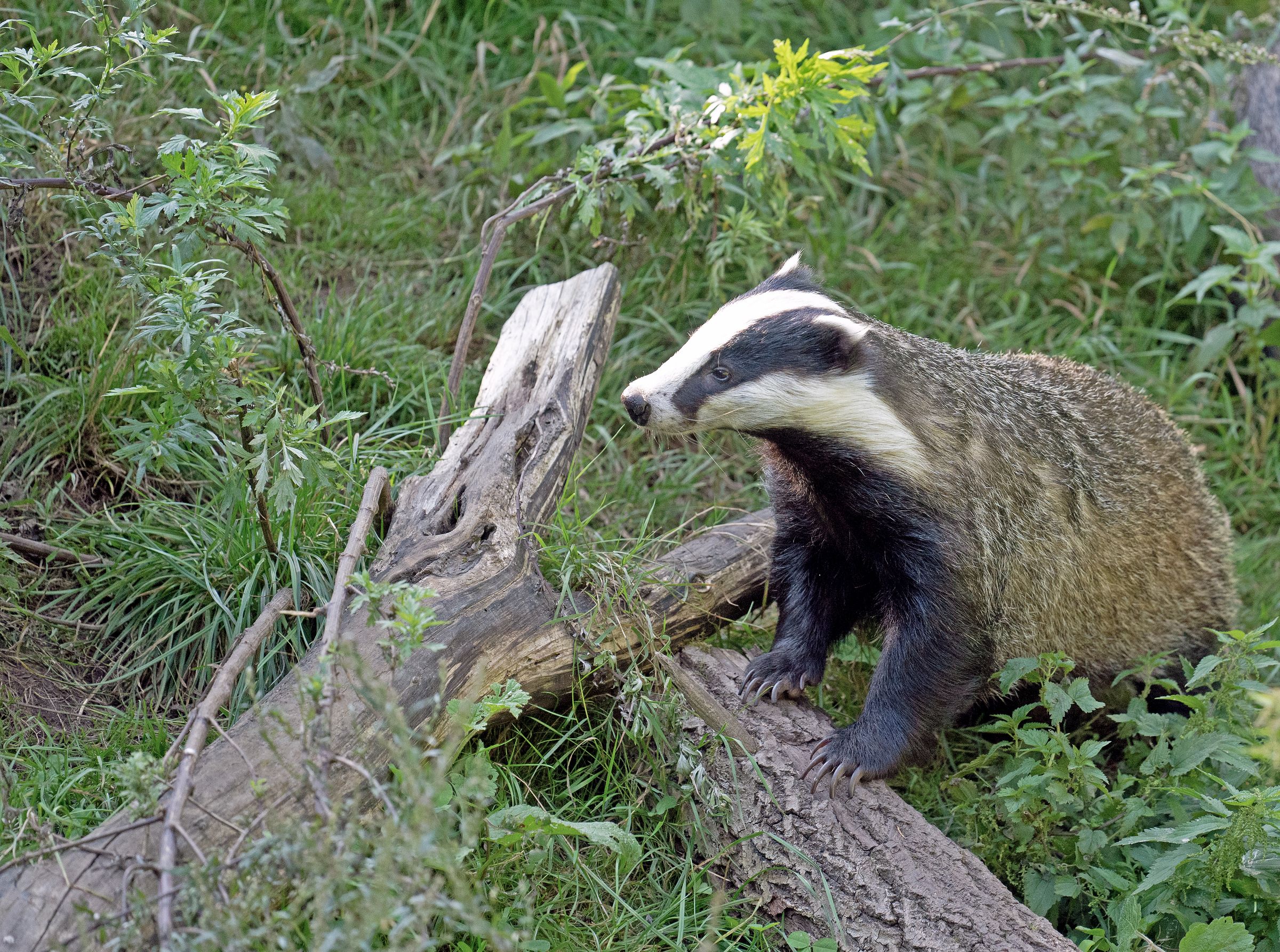 Badger emerging beside a fallen log