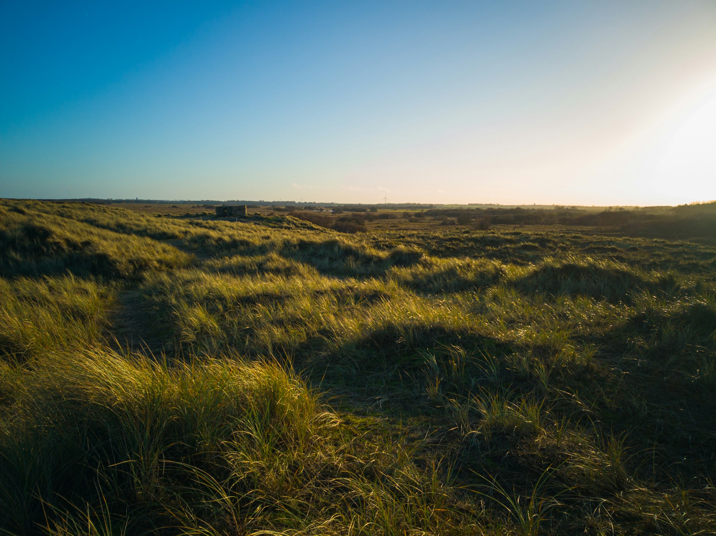 Dune grassland at sunset
