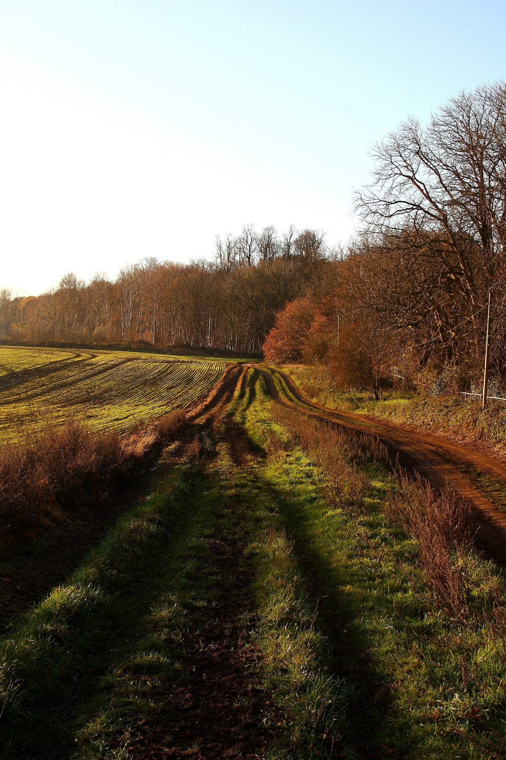 Field margin track in late autumn