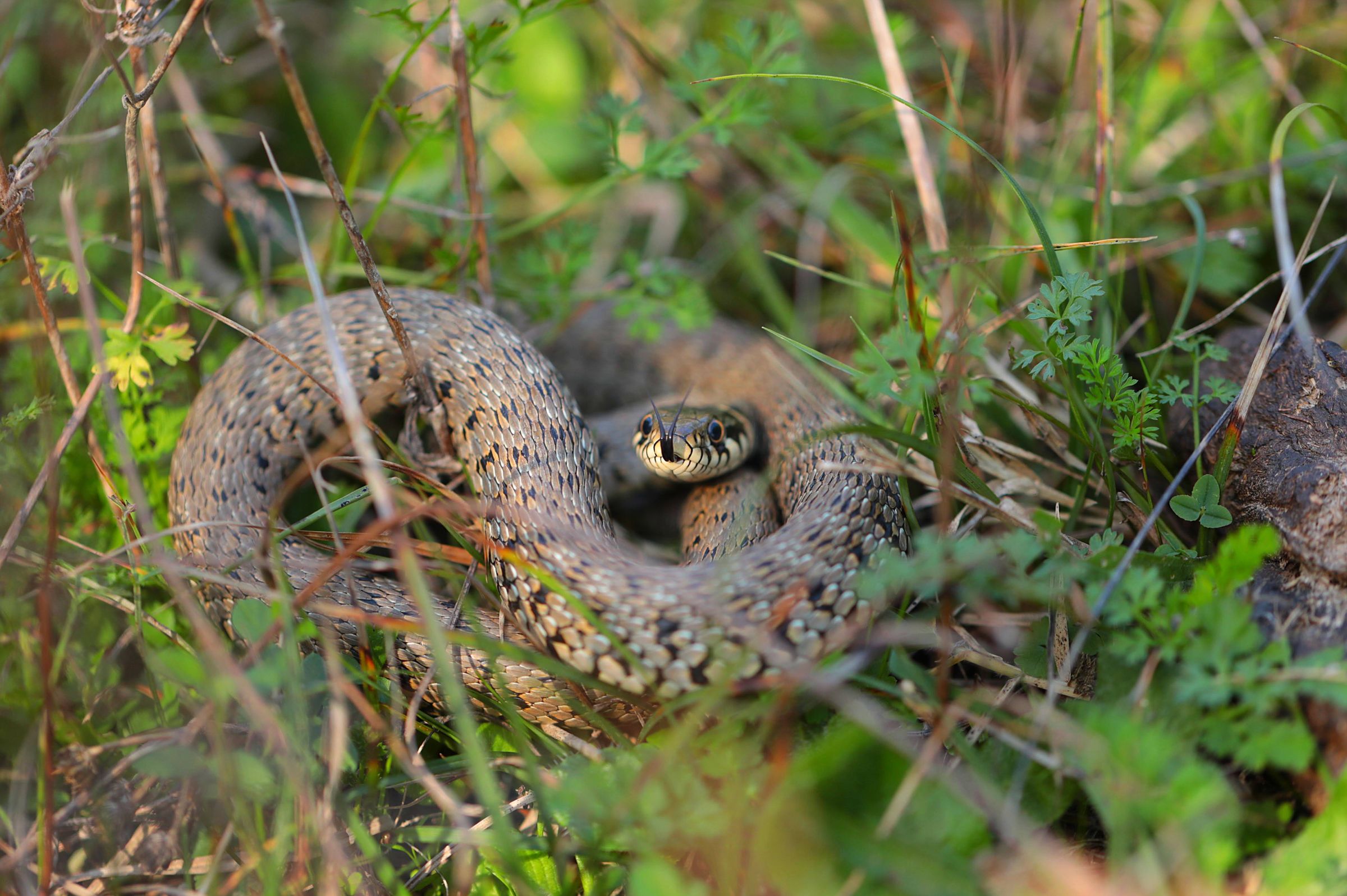 Grass snake coiled in vegetation
