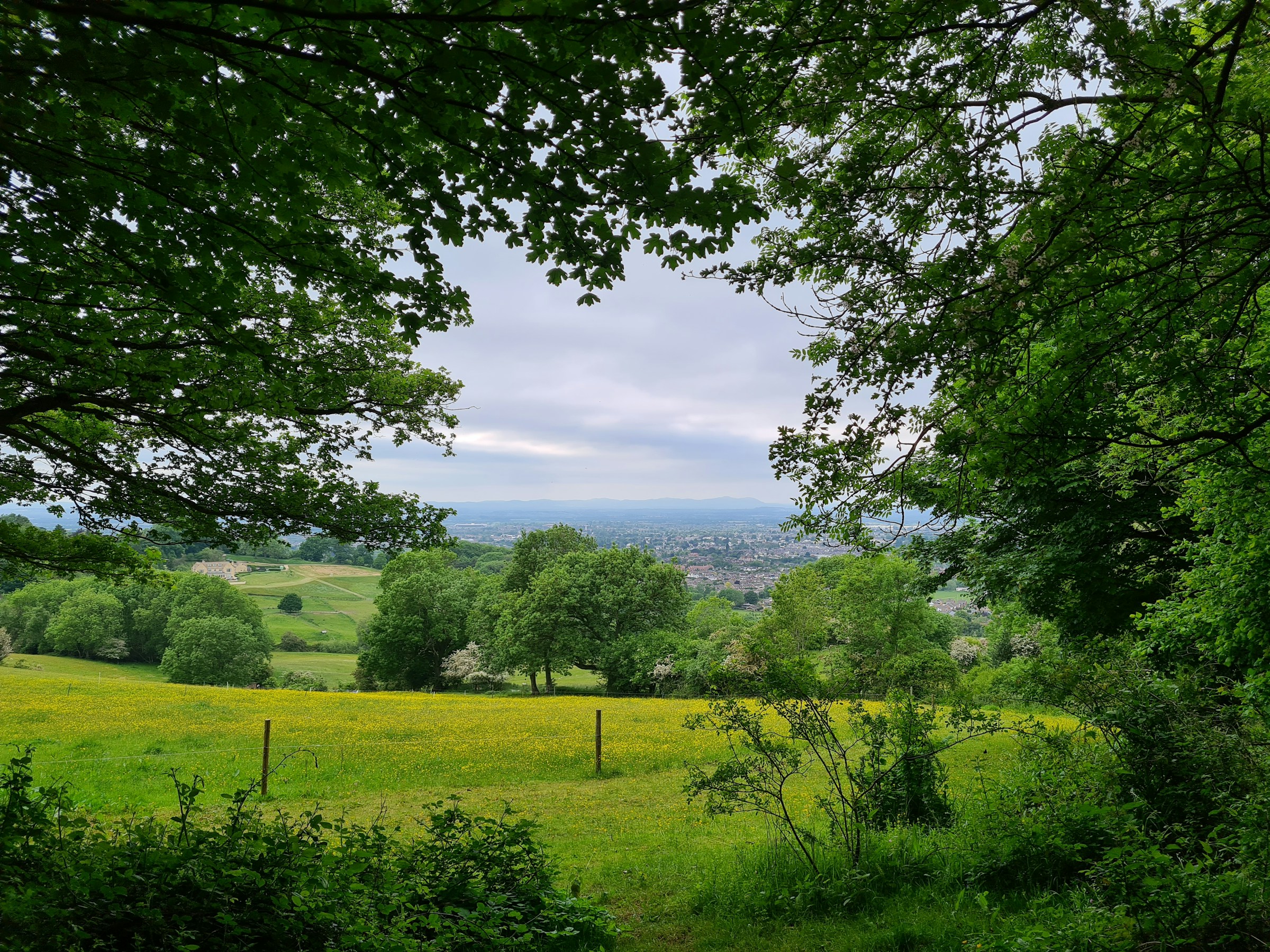 Meadow and trees looking out over a valley