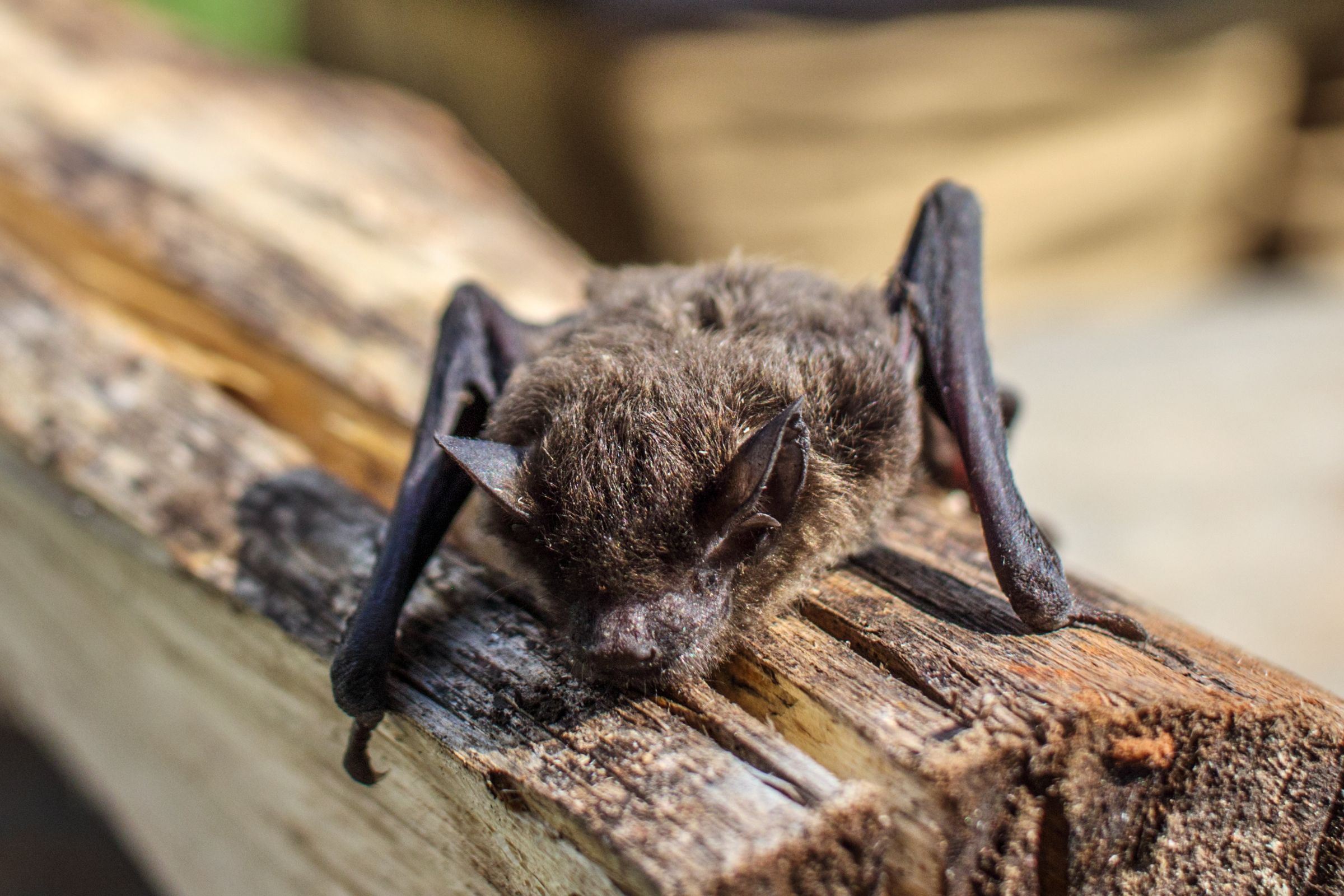 Roosting bat on a timber beam