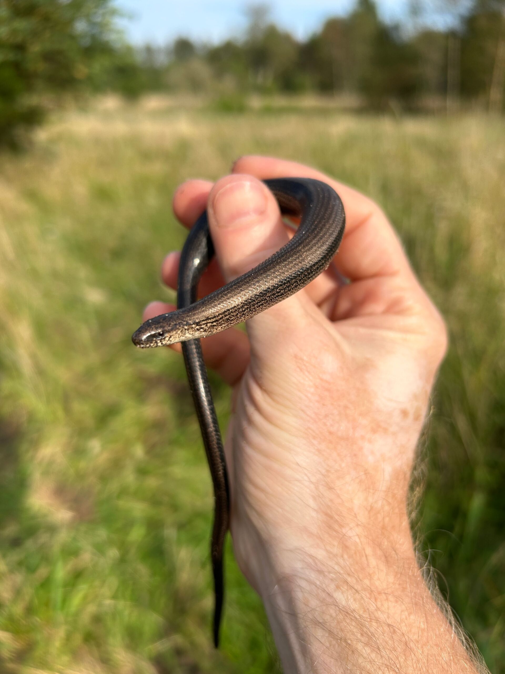 Slow worm held during a reptile survey
