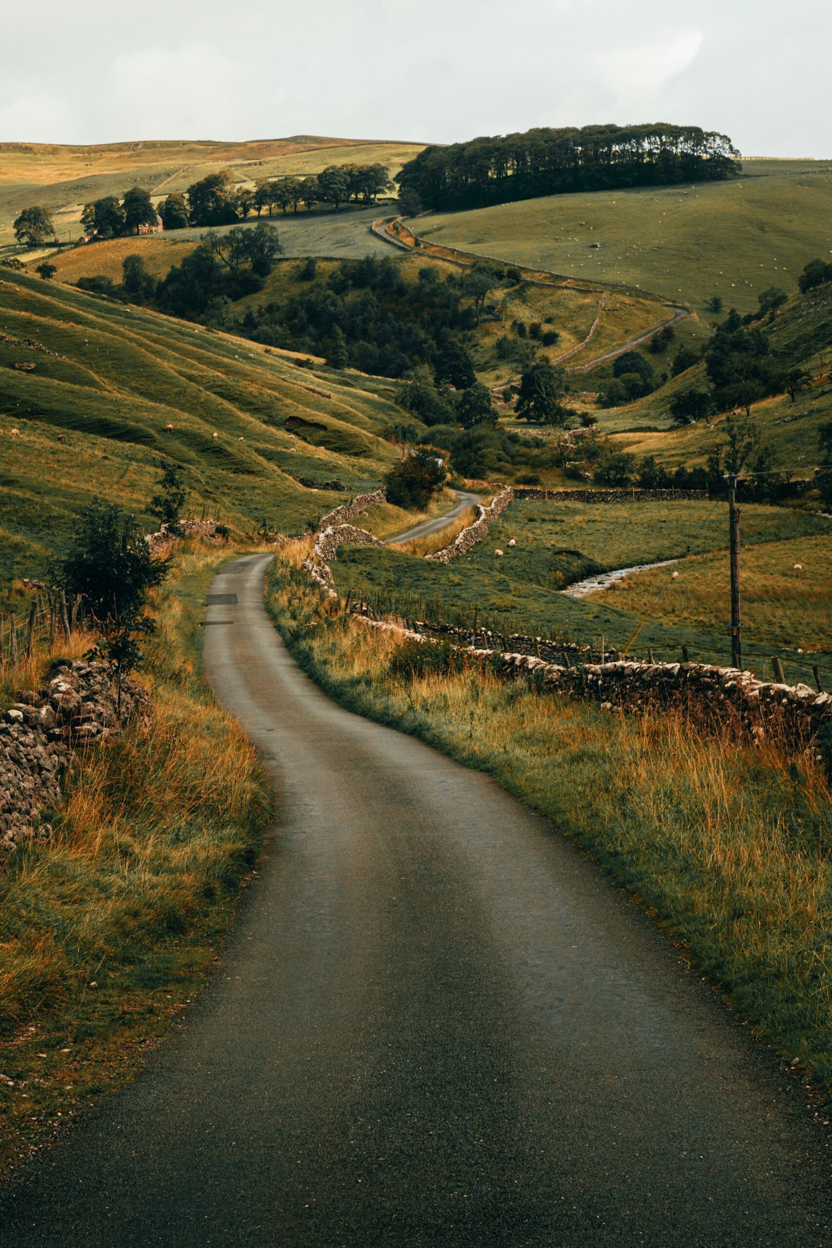 Single-track lane through upland pasture