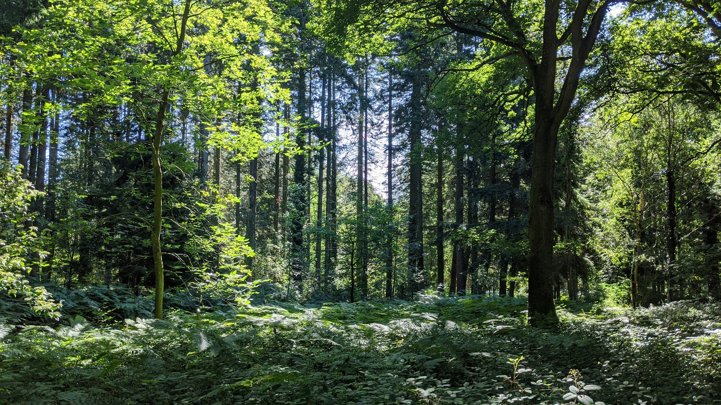 Mixed woodland with fern understorey